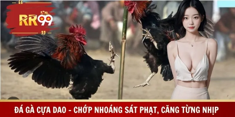 Đá Gà Cựa Dao – Chớp Nhoáng Sát Phạt, Căng Từng Nhịp