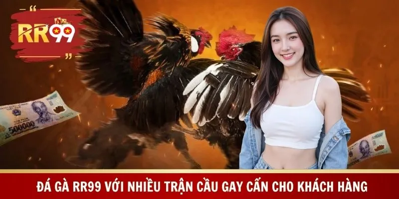 Đá gà RR99 với nhiều trận cầu gay cấn cho khách hàng