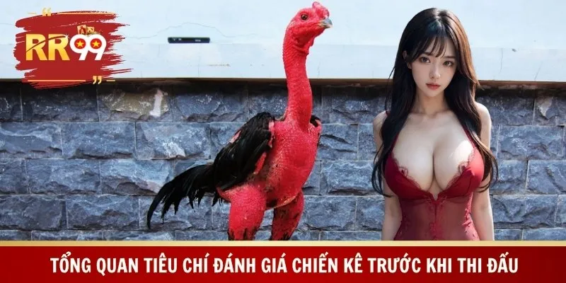 Tổng quan tiêu chí đánh giá chiến kê trước khi thi đấu 